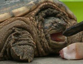 娱乐吃瓜酱美洲大蠊,娱乐吃瓜酱中的神秘生物揭秘